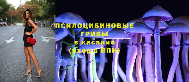 закладки  Новомичуринск  мега онион  Галлюциногенные грибы Psilocybe 